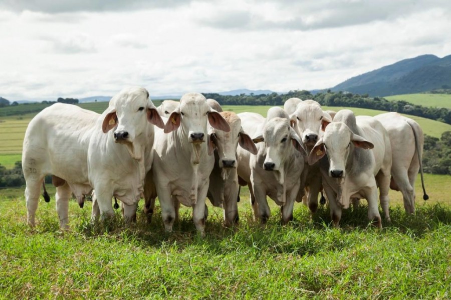 Ganadero en Machareti afirma que la muerte del ganado es por el mal manejo de los peque&ntilde;os productores