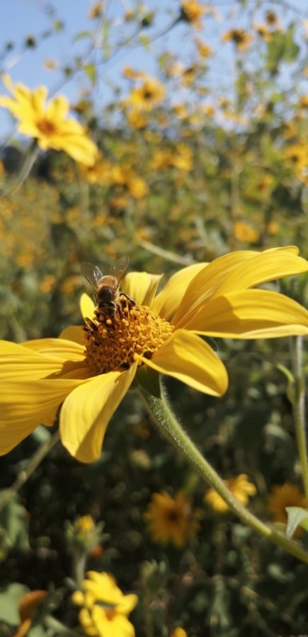 Inicia el Foro Virtual &ldquo;Apicultura para el desarrollo territorial y la protecci&oacute;n del bosque en la regi&oacute;n del Chaco boliviano y sudamericano&rdquo;